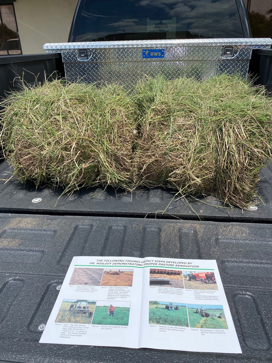 Attempting to grow a small strip of Bermudagrass on histosols @EvergladesREC with assistance from @JulienBeuzelin. We got a couple of bales from Range Cattle REC @UF_IFAS_RCREC to transplant for our experiment.