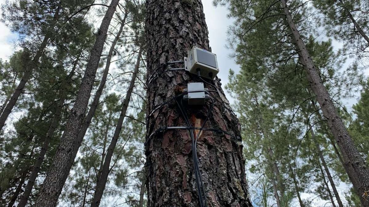 En @Guardian_UIA estem instal·lant 40 torres amb una alçada 1.5metres major que el peu més alt del rodal de referència combinant-les amb #SelviculturaPreventiva per la implantació d'estos #TallafocsVerds monitoritzats amb una #XarxaSensorialSenseFils

850 l/min a 5 bar per torre