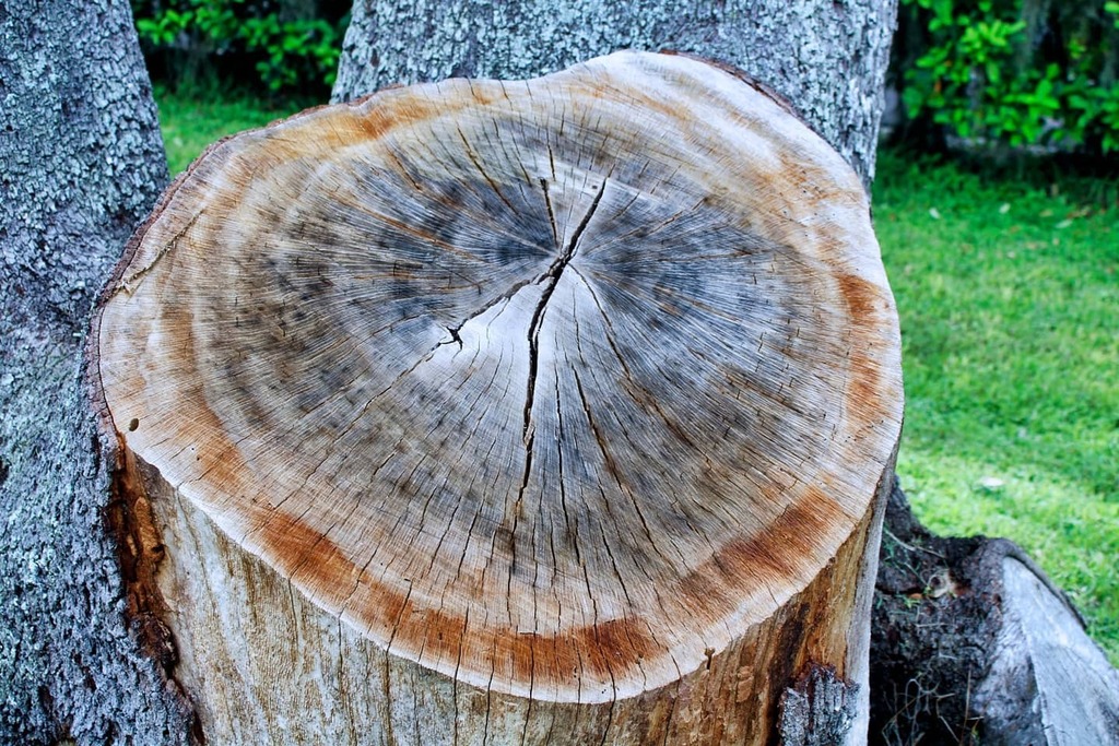 astral_blitz's tweet photo. They say that you can tell a tree's age by the rings on its stump.
Shot on a Canon EOS Rebel T7 with a 50mm 1.8 STM.
#treestump #tree #trees #nature #treeservice #AstralBlitz #oldsmar #treesofinstagram #treestagram #treescollection #treework #treescap… https://t.co/OuBcprVIJ1 https://t.co/w2DCn04QTa
