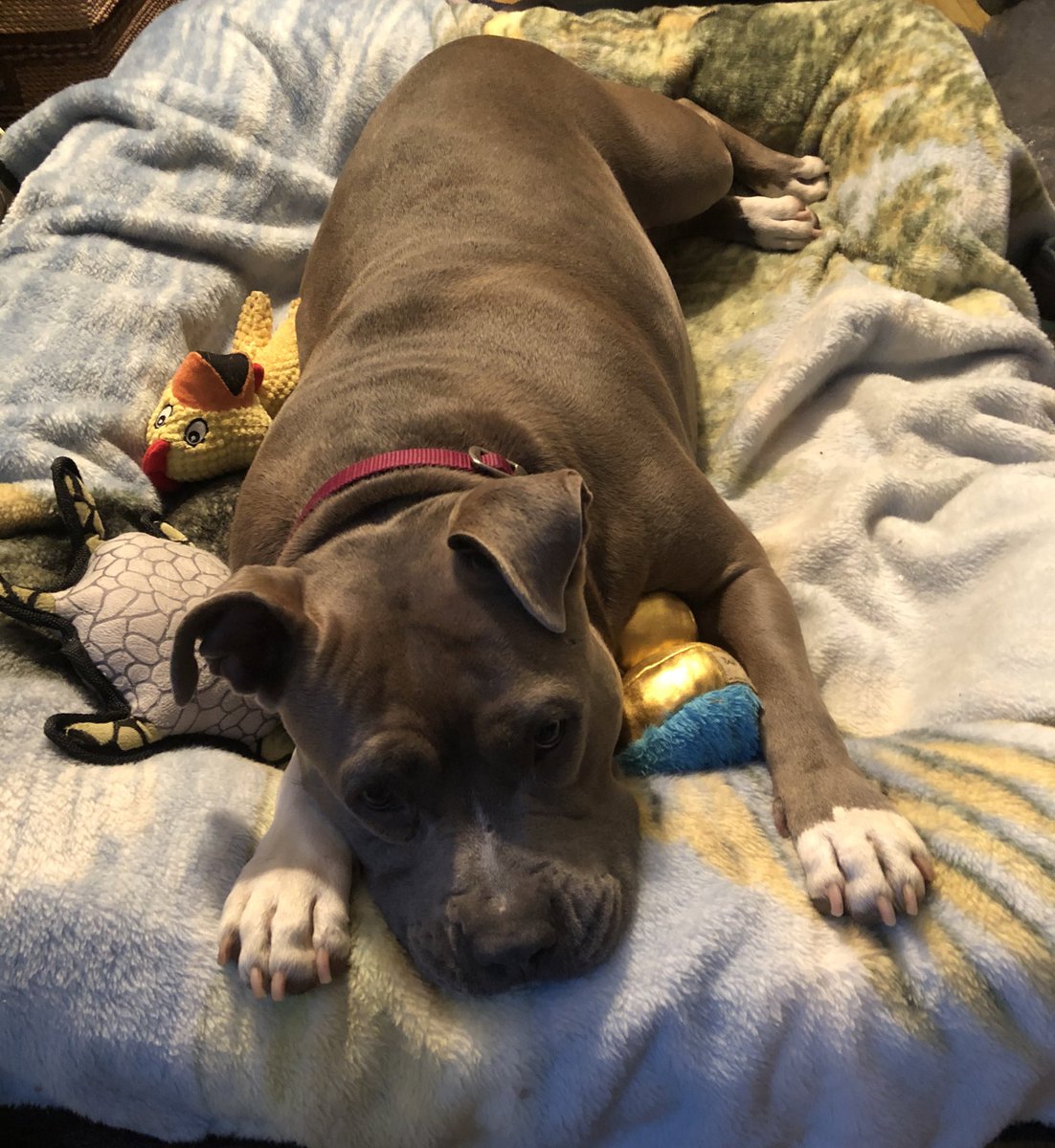 BReel910's tweet photo. #MacPets
My Boy Jake, loved watching #MacGyver
Sadly he passed In 2020 ๐
Shelby, continues the tradition.
Watches it every day with her morning snack.
Both believe in #MacRiley Rights.
Shelby says she prefers โThe Runsโ over any MD Scene.
Her words not mine. #SaveMacGyver https://t.co/2o2M0hf9z6