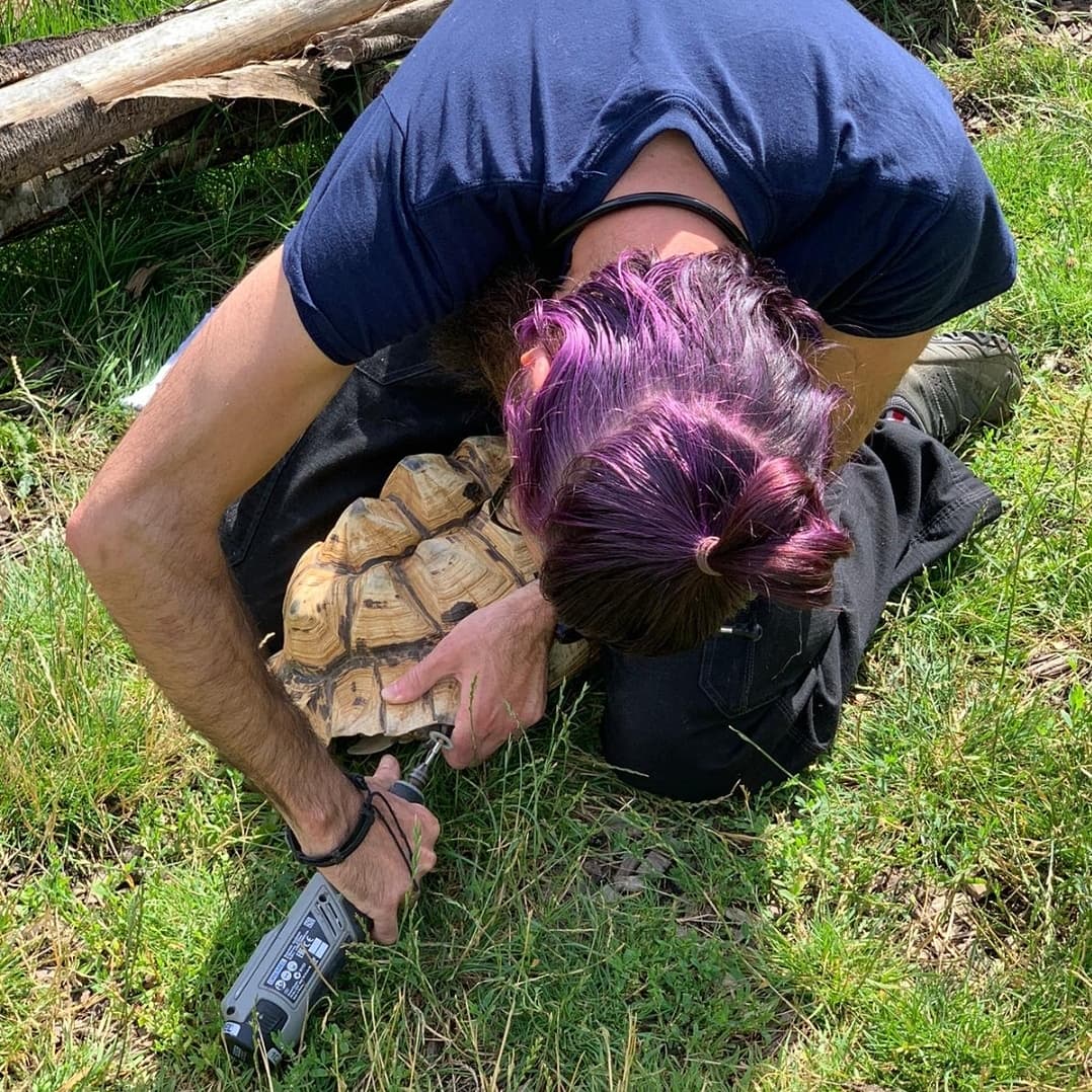 Pedicure anyone?
Every 6 weeks our Exotics Vet Gianluca Deli carries out checks on all the animals.
It’s important for Gianluca to get to know his patients and this time he saw the wallabies, coatis and raccoon dogs. 
He even gave the giant tortoises their routine pedicures!