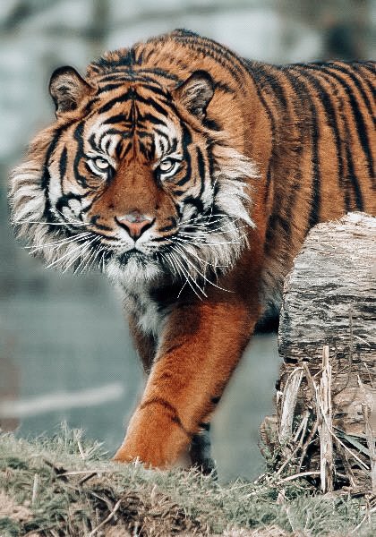 There are an estimated 3,900 tigers left in the wild😿 But their numbers are on the rise! Tiger populations are increasing in Bhutan, China, India, Nepal, and Russia 🤗❤️ See what you can do for tiger and other wildlife conservation at wcs.org/our-work/speci…