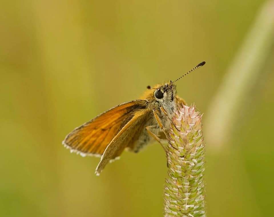 Essex Skipper by the riverside path Pride park. @DerbysWildlife @ukbutterflies