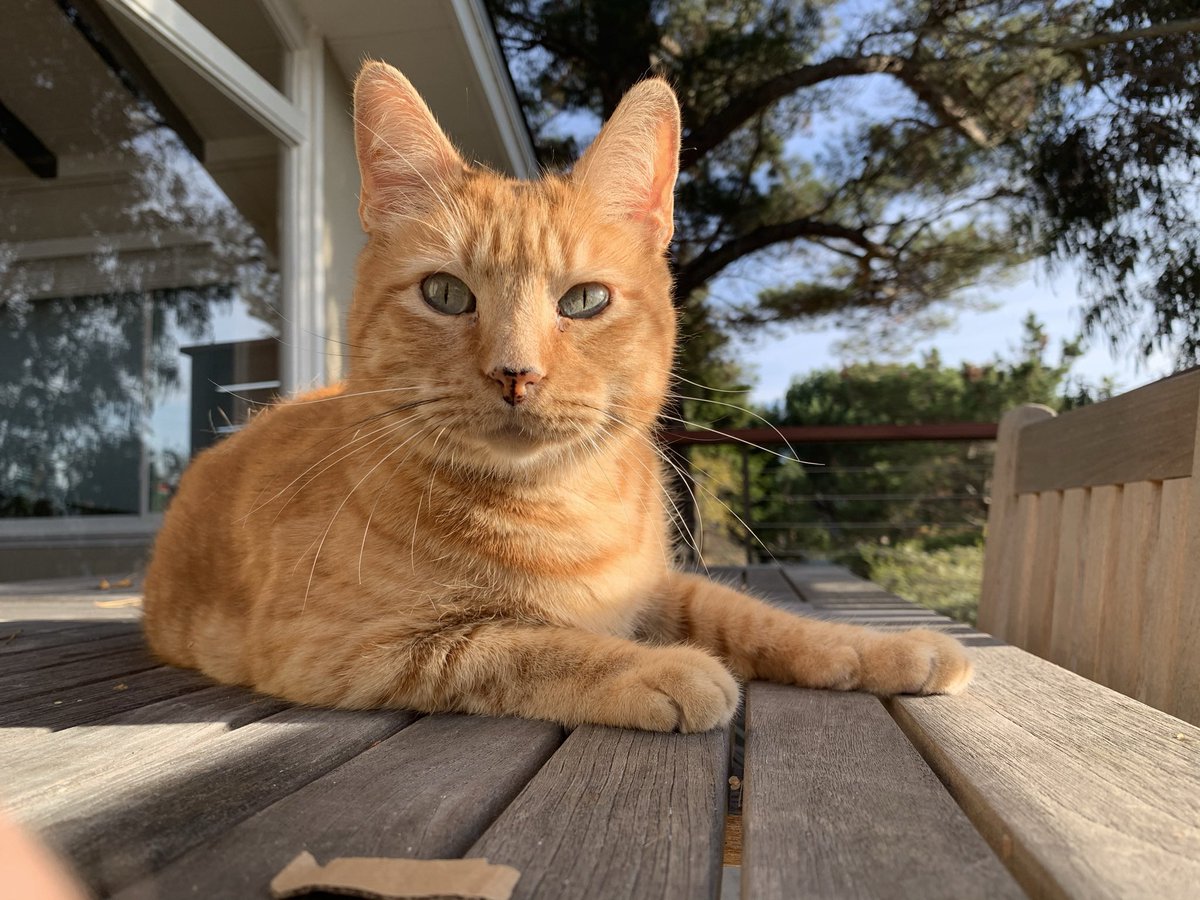 It’s #InternationalTigerDay!  I’m going to celebrate myself and my inner #tiger.  #roar #InternationalTigerDay2021 #cats #Tigers #tiger #CatsOfTwitter #cats #CatsOnTwitter
