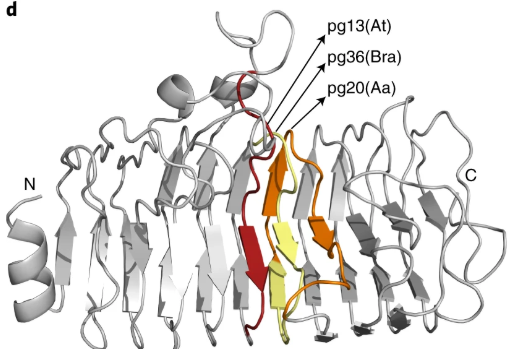 NaturePlants's tweet photo. New Article: "Distinct immune sensor systems for fungal endopolygalacturonases in closely related Brassicaceae" https://t.co/WMwCCapNAY

Arabidopsis LRR-RLP42 perceives a 9-amino-acid peptide contained in a fungal endoPGase. Other Brassica species sense different epitopes. https://t.co/8a3gfoVTDO