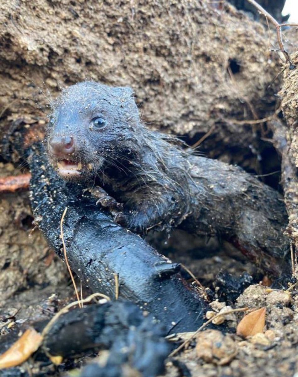 Bakın hiçkimseye zararınız olmasa bile size zarar veren birileri var.. yaptığınız her şeyi yaşamadan ölmezsiniz umarım. #Orman #manavgatyangin #Manavgat