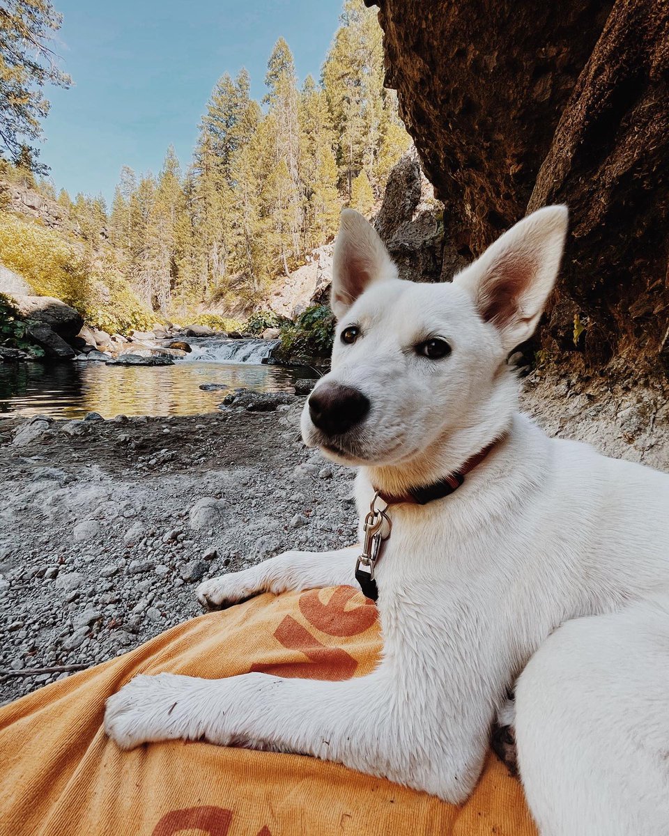 SeeSiskiyou's tweet photo. Soaking up the dog days of summer in Siskiyou📷: https://t.co/Vw6ozksY7G #discoversiskiyou #seesiskiyou #wanderabove #venturebeyond #siskiyou #visitcalifornia #californiasnorth #siskiyoucounty #upstateca #shastacascade #california #norcal #mccloud  #shastatrinity #adventuredogs https://t.co/t6Qv0H4pIf