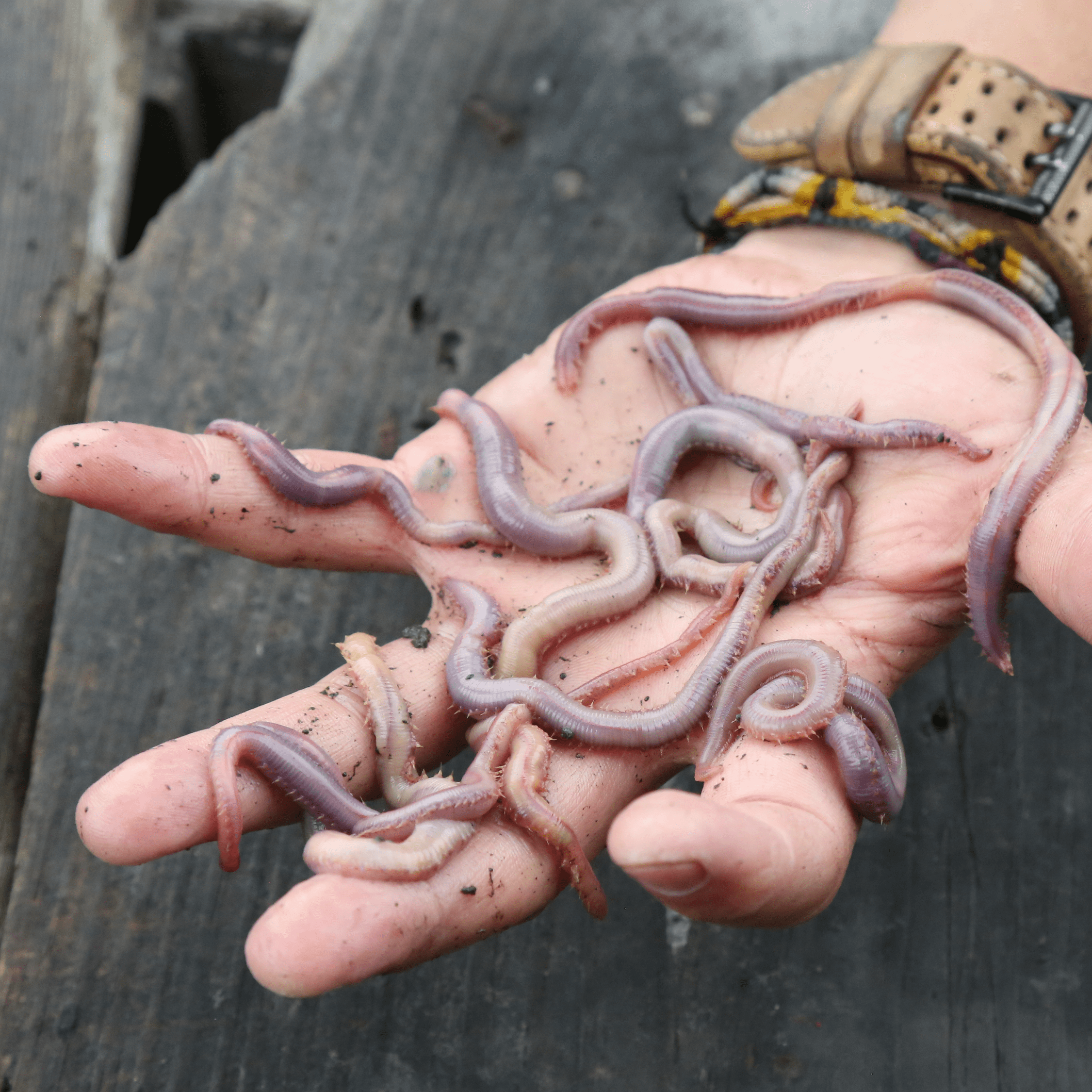 Brave Wilderness on X: #ThrowbackThursday - Remember when the crew went to  #Maine and hunted for #bloodworms ?! 🪱😱 They found tons of creepy  crawlies in the mudflats! Check out 'BLOODWORMS 