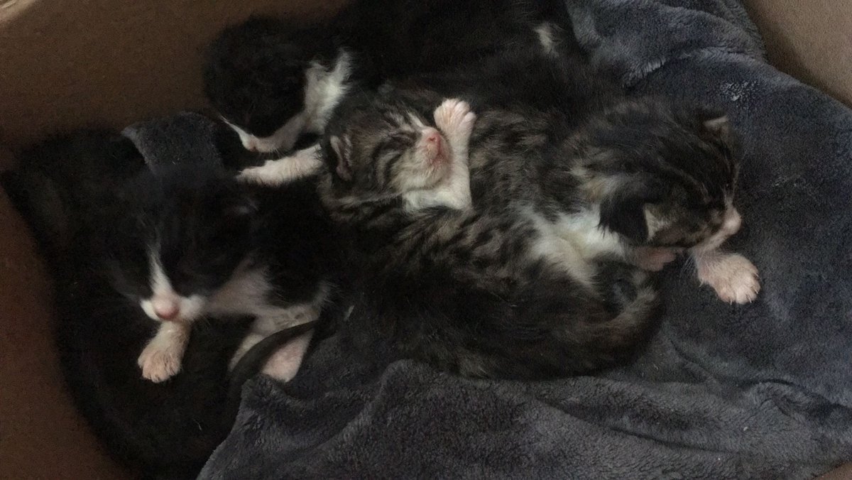 ANKARA/KEÇİÖREN SÜT ANNE bulabilir miyiz?? arkadasim bulmus bu kedileri (bes taneler) ve maalesef anneleri yokmus. yardimci olabilecek biri var mi acaba ben sehir disindayim