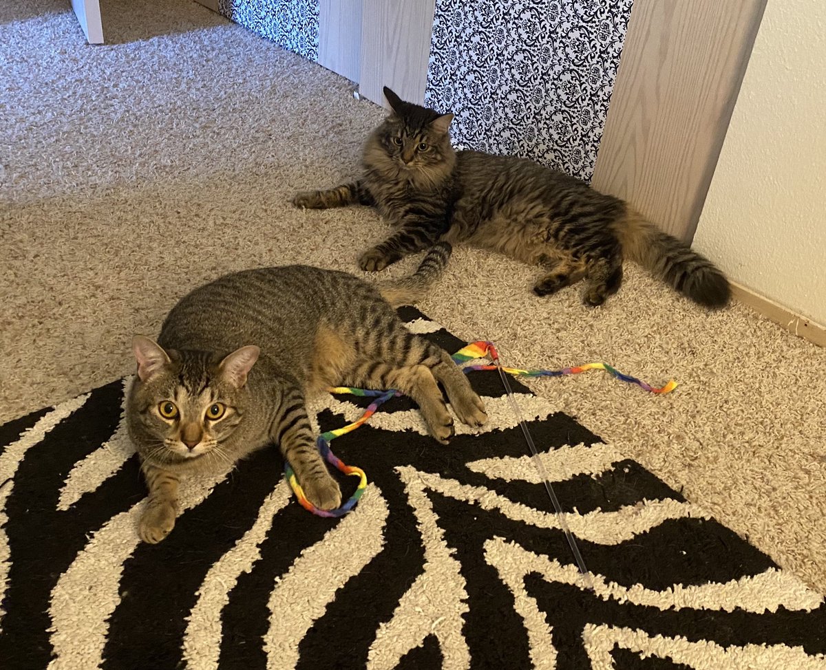 taradublinrocks's tweet photo. Every day is #Caturday with these two characters 😻😻 #DukeAndMax https://t.co/f4fnEhov6T