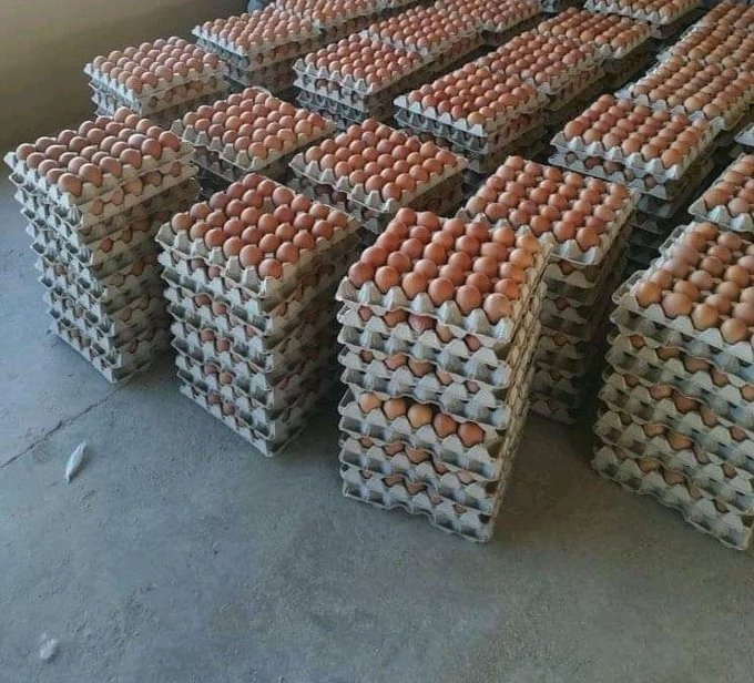 "Hey kasi economy. I sell eggs around katlehong I use a taxi to deliver them at no extra costs"

-<a href="/TlholoheloNozi/">Tlholohelo Nozi🦅</a>