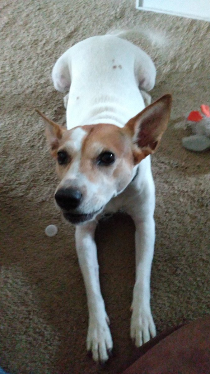 Stormey_O's tweet photo. Some sub-human threw this sweet girl out of a moving vehicle. I've named her Savannah. I'm trying to raise money to fence my yard for her and my other dog Sunshine, who was a rescue from a high kill shelter. Here's the link. Thank you! https://t.co/ofPZOiBQPm https://t.co/6EwkgNQFF7