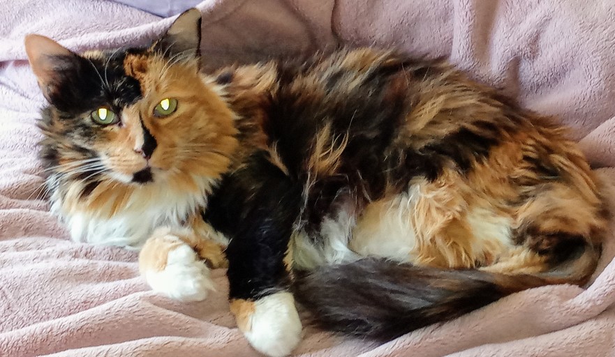 rubylove2011's tweet photo. Love my Kitty baby ❤ I just joined the #KittyKrew! Learn more &amp; join today! #ad https://t.co/zuTlQUrxxo https://t.co/pOBBIFeqdw