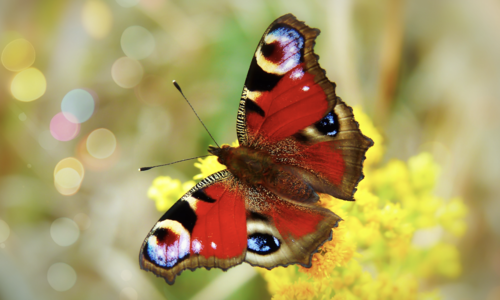 marvellousmaps's tweet photo. DON'T MISS...The Big Butterfly Count

Only a few more days to get involved with the Big Butterfly Count! Find your nearest flowery patch and while away a peaceful quarter of an hour counting butterflies.

https://t.co/SjRpI60JcV

@savebutterflies#butterflycount#GetOutForTheCount https://t.co/Z4HrEra5gF