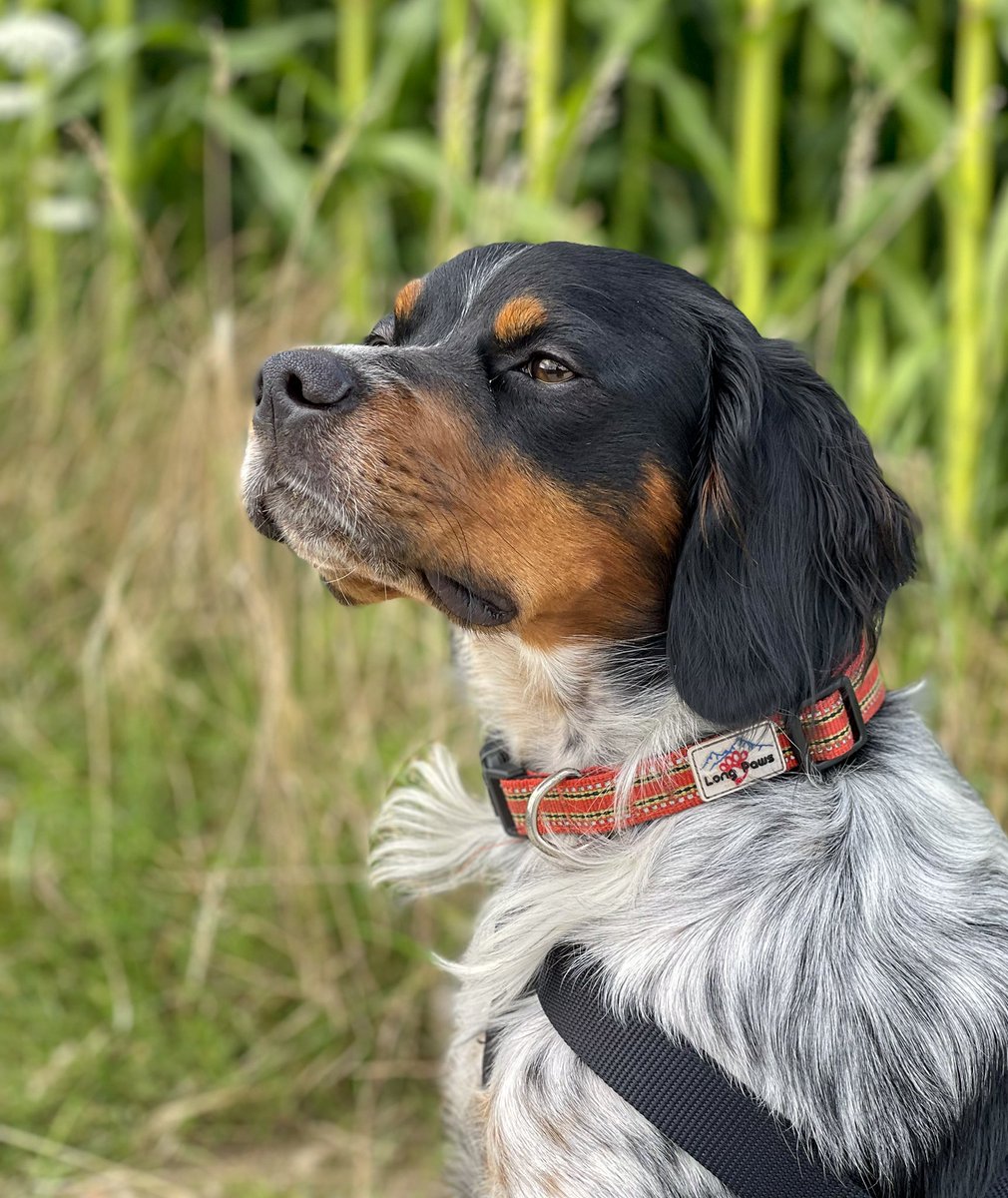 Lisa Lombardi tweet media