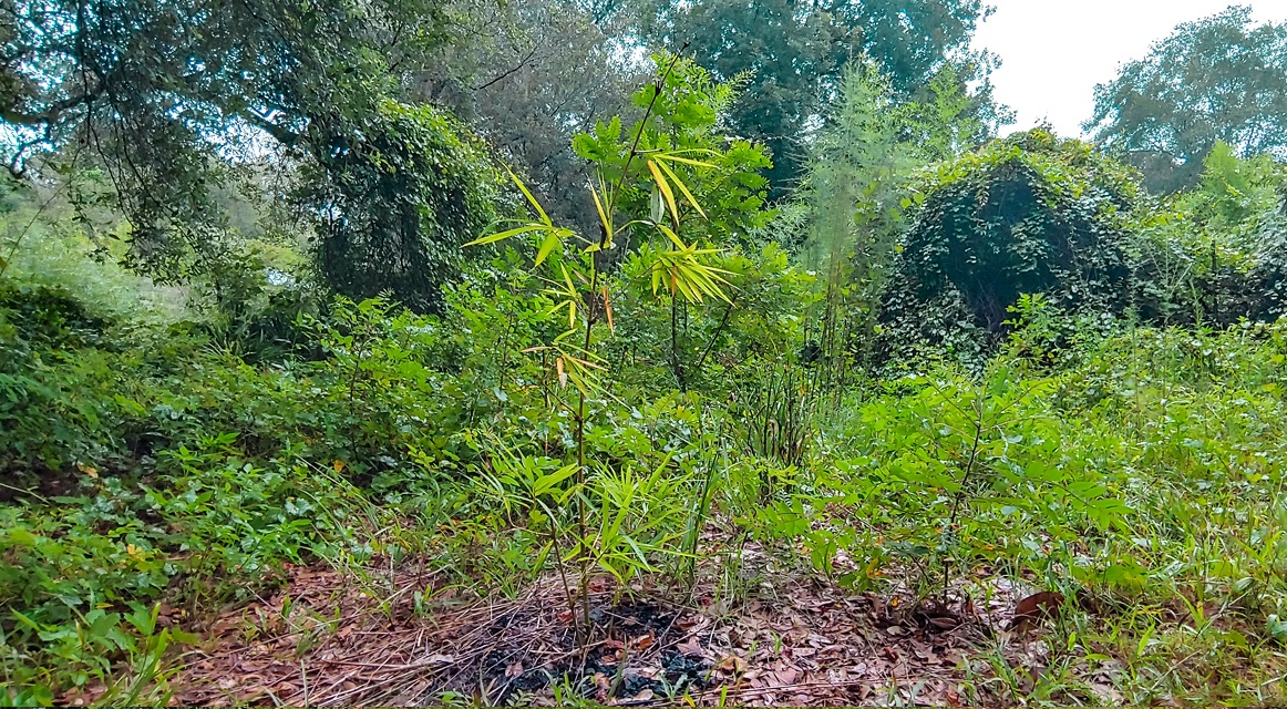 I planted Timber Bamboo 6 months ago.  But, it has not really grown as much I was hopping.  I am wondering if any one knows when will grow into 20 feet? I do not know anything about bamboo, except I will be using it as my building material
#timberbamboo #bamboo #bamboocraft #eco