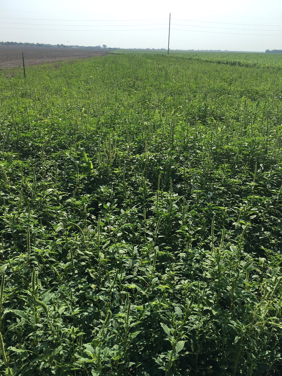 Several milo folks in western KS are seeking POST herbicide options to control big Palmer amaranth. Sorghum has already passed the growth stage for most of registered POST herbicides. We at @WKREC currently evaluating some rescue treatments for Palmer control. Stay tuned !!