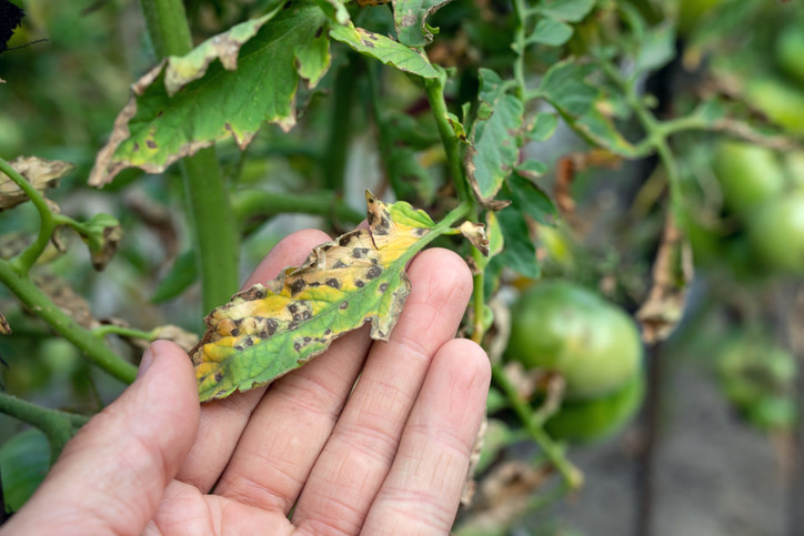 HolubI's tweet photo. Septoria leaf spot and early blight are common fungal leaf diseases of tomatoes.  Stop by today and ask our experts on how to keep your vegetable garden healthy and happy!  🍅 #grow #planting #homegrown #veggies #flowers #health #patio #fresh #dirt #gardening 📞 515-232-4769 https://t.co/X05fPvGQGn