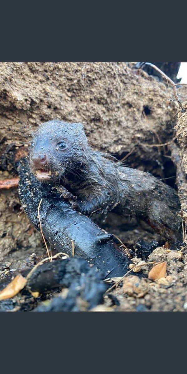ffrn11's tweet photo. #AtesinCocukları değil orospu çocuklarısınız, o kadar cahil o kadar kötüsünüz ki sizi bir insan doğurmamıştır, @suleymansoylu idam istiyoruz,,, https://t.co/p5NygCiXm7