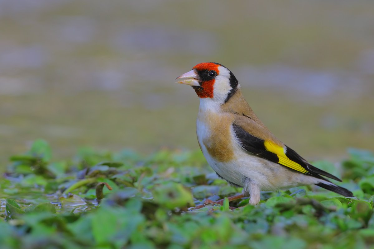 İklim değişikliği nedeniyle birçok ülkenin vazgeçtiği termik santraller için kızılgerdan, alakarga, nice korunan kuş türü ve sayısız canlı ile paylaştığımız ortak yuvamız #AkbelenOrmanı kaybedilemez. #AkbelenYuvamız
👉change.org/ikizkoydireniy…
<a href="/TCTarim/">T.C. Tarım ve Orman Bakanlığı</a> <a href="/csbgovtr/">T.C. Çevre, Şehircilik ve İklim Dğş. Bakanlığı</a> <a href="/OGMgovtr/">Orman Genel Müdürlüğü</a> <a href="/TCEnerji/">T.C. Enerji ve Tabii Kaynaklar Bakanlığı</a>