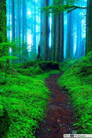 Aydın’da Ormanlık Alanlara Giriş-Çıkışlar Yasaklandı