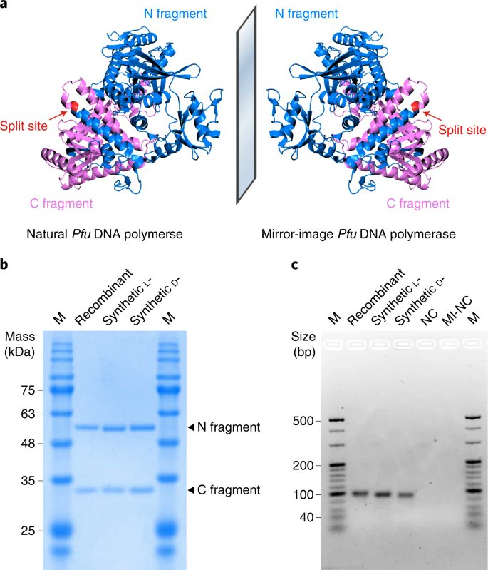 Bioorthogonal information storage in L-DNA with a high-fidelity mirror-image Pfu DNA polymerase go.nature.com/3j1IbPF