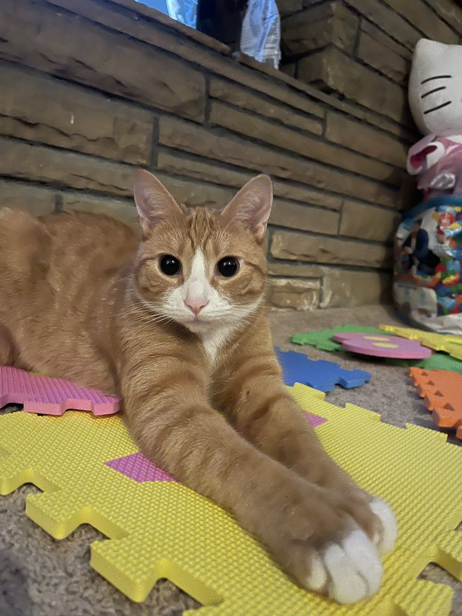 CleanetteMs's tweet image. My Maximus ❤️