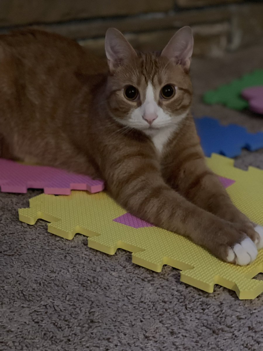 CleanetteMs's tweet image. My Maximus ❤️