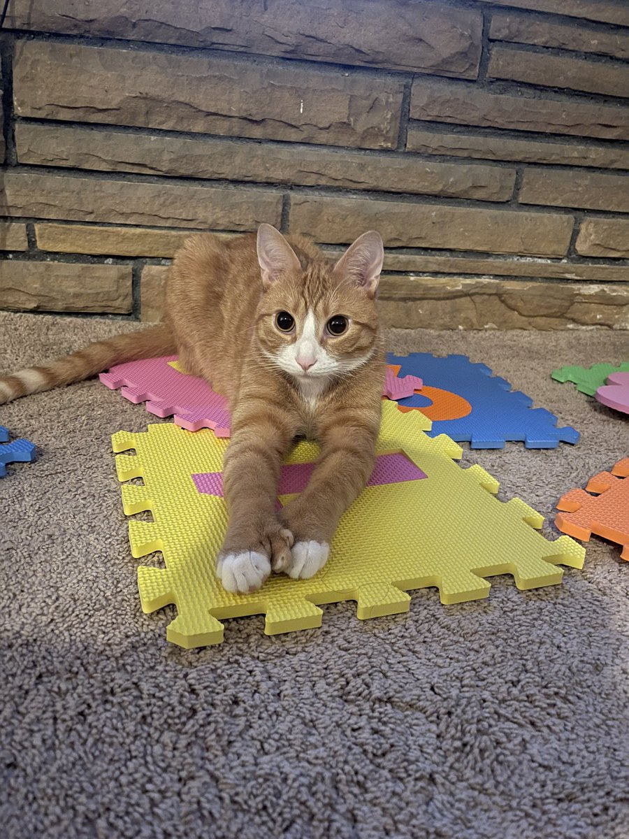 CleanetteMs's tweet image. My Maximus ❤️