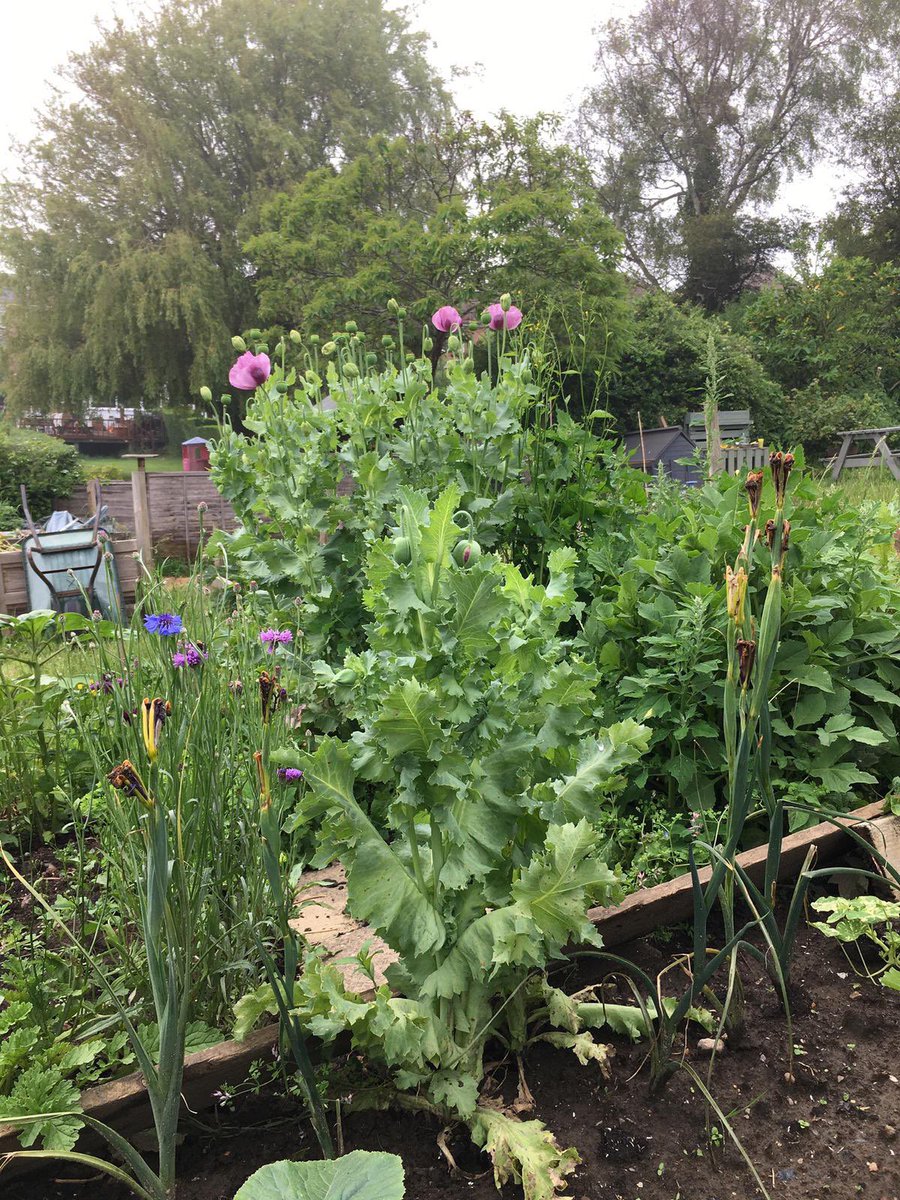 PathwayEast's tweet photo. More pics from the allotment! It’s coming along nicely don’t you think??? Thanks to the all the hard work of service users, Wendy our horticulture Queen and ESRP colleagues #greenfingers #recovery #rehabilitation 🌻🪴🌱🌾 https://t.co/moQIKhKRGW