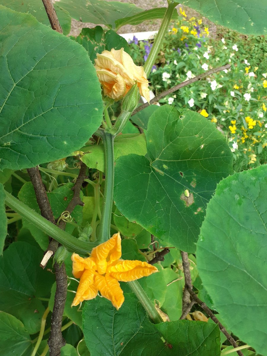 Paljerinteellä kesäkurpitsat kukkivat ja meno oli kesäisen letkeä. Sepänkodissa nautittiin myös kesäloman viimeisistä päivistä. Kohta arki alkaa monella. Hyvä työpäivä tänäänkin @RinnekotiFI