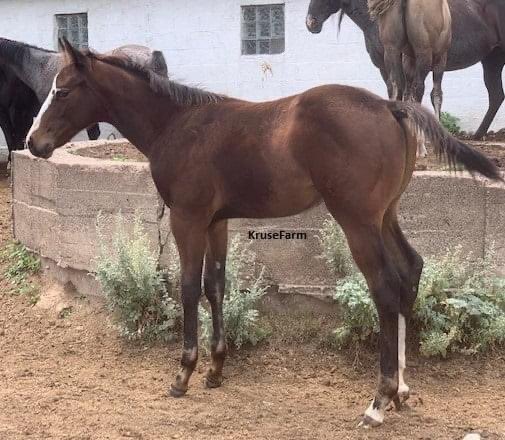 Woody (Woodys Tuff Jaguar - APHA #1109560) is a bay colt that will mature to around 15.2 hands. Woody can be weaned the end of August. <a href="/farm_kruse/">KruseFarm</a> <a href="/CircleEquine/">EquineCircle</a> <a href="/CircleGallop/">GallopCircle</a> <a href="/APHAnews/">American Paint Horse</a>
