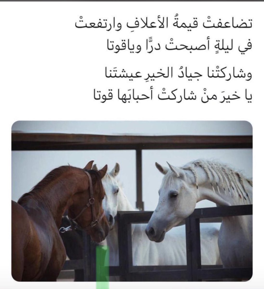 شعر مدح راكب الخيل