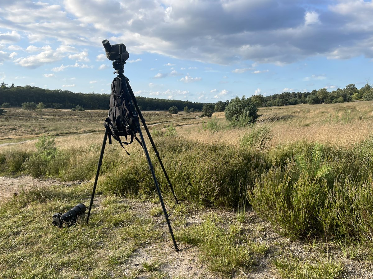 Telpost ‘t Leesten (@vogeltelpost) on Twitter photo 