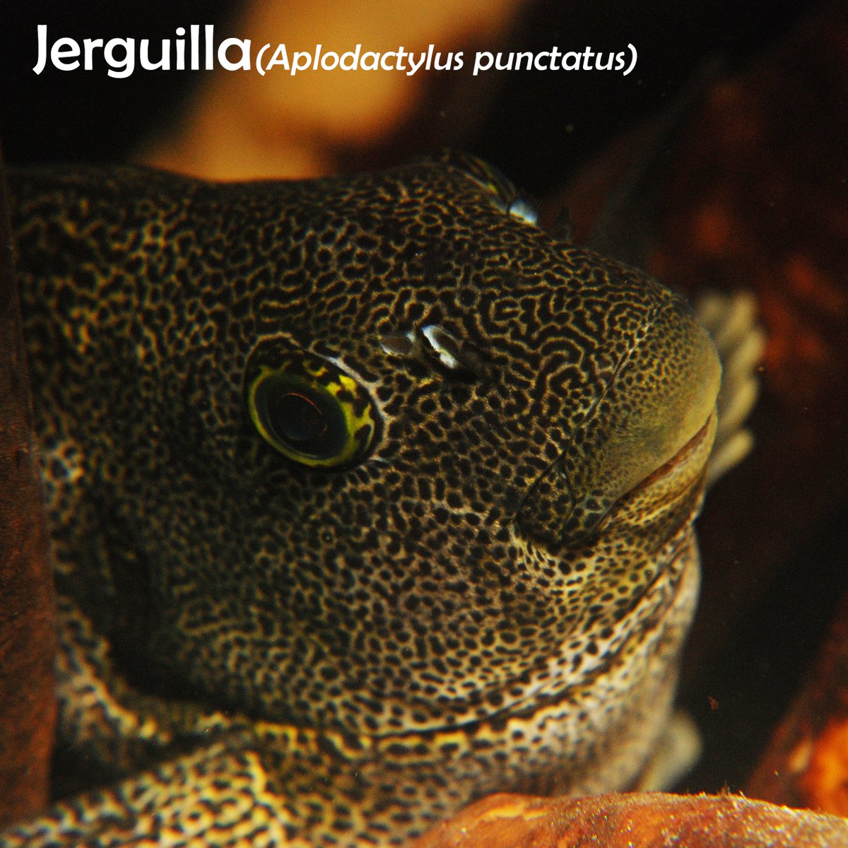 subelab's tweet image. 🌊Sigue la serie "Habitan Los Bosques de Huiros" junto a @proyecto_huiros 📸🦦

🐟La Jerguilla vive en zonas costeras de fondos rocosos asociados a bosques de huiros, desde el sur de Chile hasta el Perú. Come principalmente algas📝 Fuente: Peces Litorales de Chile. 

#Subelab