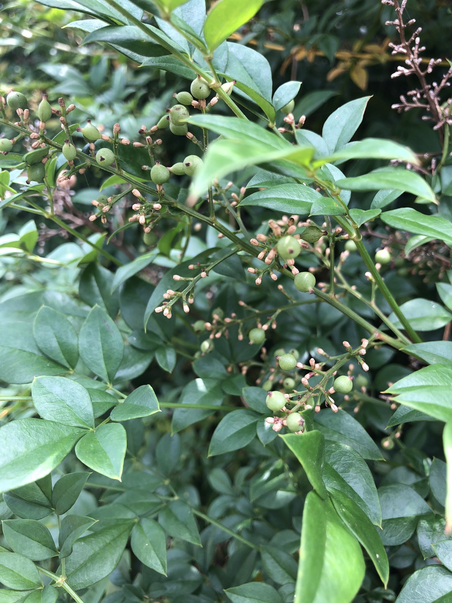 ブルベリ おはようございます 7月30日 金 ナンテンの実がポツポツ大きくなってる 暑いけど植物は冬の準備中だね 昨日のイチヂクはこんなかんじ 大きくならないね W 今日も良い1日をね 南天 無花果 T Co 0njtqjt0nk