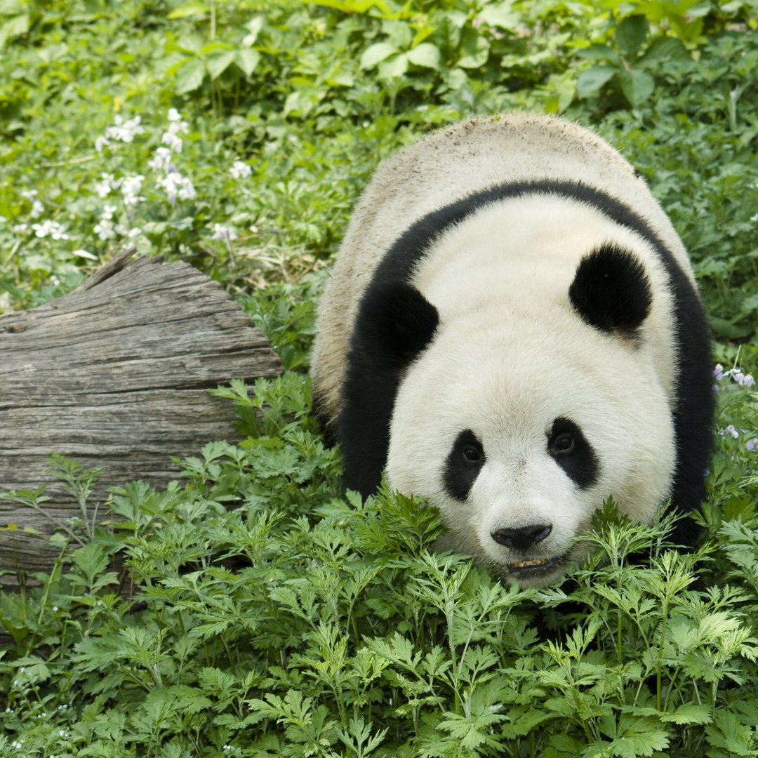 ChinaTour_com's tweet photo. Chengdu Panda Base has partnered with organizations in improving ways to conserve giant pandas, including the loan of 2 giant pandas. These 2 giant pandas, Yang Yang &amp; Lun Lun, have produced 5 offspring: Mei Lan in 2006, Xi Lan in 2008, Po in 2010, and Mei Lun &amp; Mei Huan in 2013. https://t.co/BCEhVGJqjX