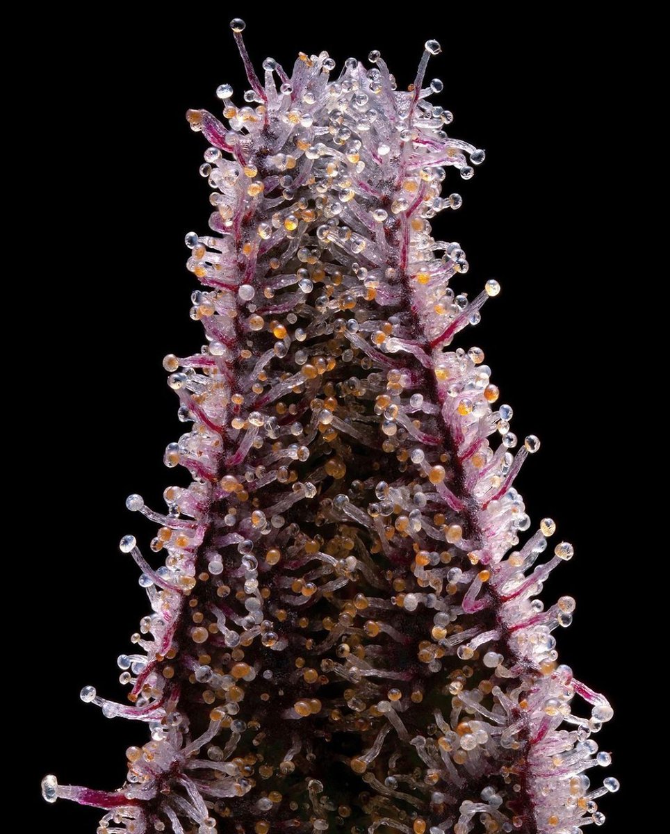 Leafly tweet media