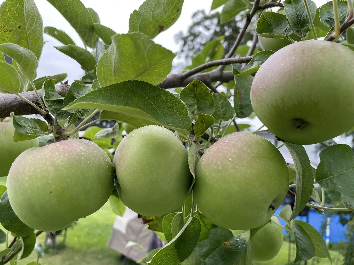 AlisaBokulich's tweet photo. Excited we might get our first crop of McIntosh apples π & peaches π this year. #OneTreeOrchard https://t.co/cIARar1JUl