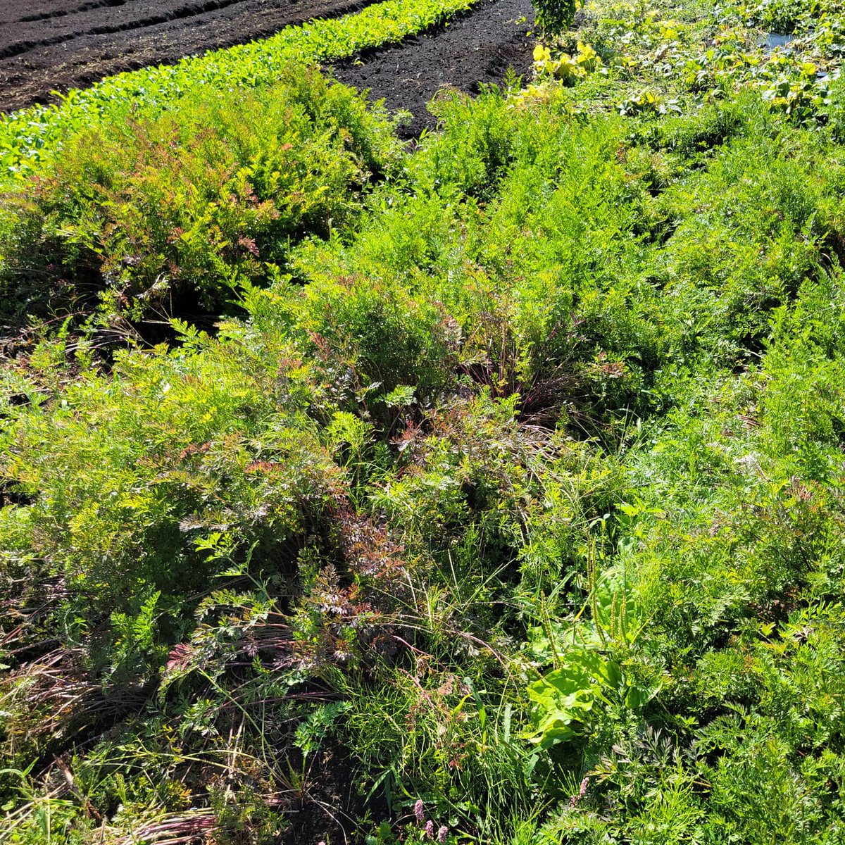 HannahBrookFarm's tweet photo. Wait until you see what’s underneath 🥕

New on our fresh sheet: carrots!

Delicious and aromatic - we’ve been harvesting some lovely carrots this week. https://t.co/BkWsnDKxAD