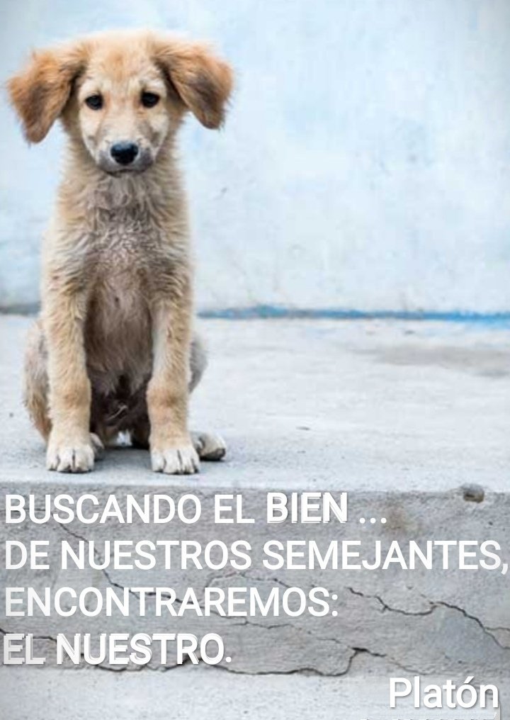 silviapappenhe2's tweet photo. NO AL MALTRATO ANIMAL 🙏 https://t.co/QNnRGaYoQu