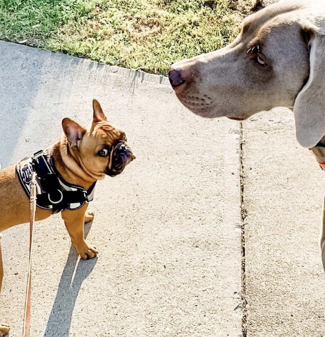GoHealthyPaws's tweet photo. Have you signed up for our *FREE virtual* #StepsForStrays event? All you do is sign up &amp; take your pet for a walk - it's that simple! Every participant that registers, the Healthy Paws Foundation will donate $5 on your behalf to PAWS to help pets in need. https://t.co/79HrECdRLC https://t.co/KM1fchOfcl