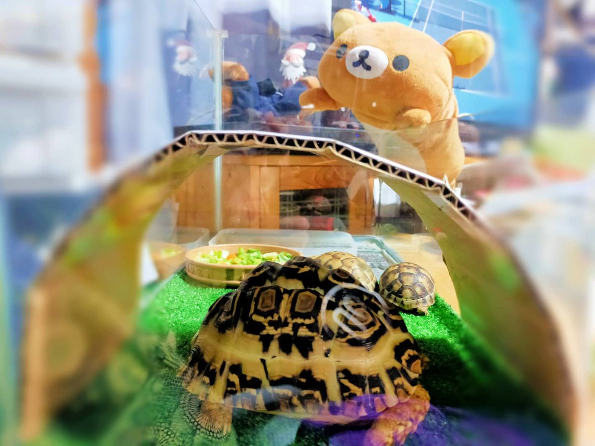 joshuanco's tweet photo. #ヒョウモンリクガメ
仙台のお土産〜ショップ巡り
爬虫類、みんな高くて面白いものがなかった
こんなに高いんじゃ
爬虫類買う人飼う人いなくなるわ

で、少し安くて美しいヒョウモン
また買ってきた
ヒョウモンは甲羅がより白いのが
美しくて人気
#陸ガメ はダンボールのお家が好き
６０水槽のケージ https://t.co/yh6oCKAUqs