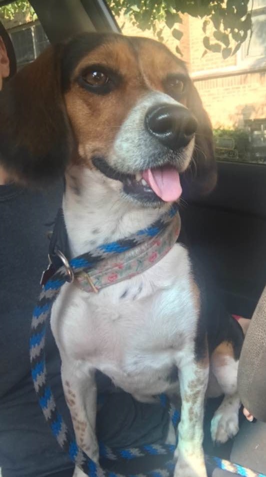 Is This Your Lost Dog? #Chicago #IL #BelmontGardens #IrvingPark #KilbournPark (W Belmont Ave and N Tripp Ave) Female Beagle - Black/White/Brown. Please call 708-699-4569 to identify. This dog is not for adoption - finder will only accept calls from the a… ift.tt/3BYdjbg