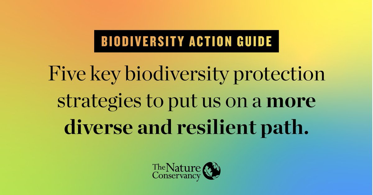 What’s the right way to protect #NatureNow? 

Trick question! Successful conservation strategies vary as much as Earth’s ecosystems and the communities they support. 5 paths to a #NaturePositive future in the new Biodiversity Action Guide ➡️ nature.ly/3l75CtD