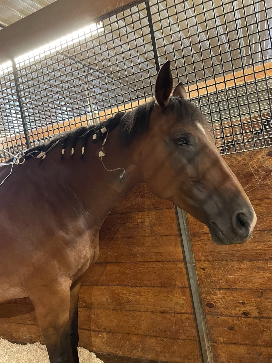 mkmeier99's tweet photo. Please keep miss savvy in your thoughts❤️ not out of the woods yet, but doing better. https://t.co/kF0gdKuEcC