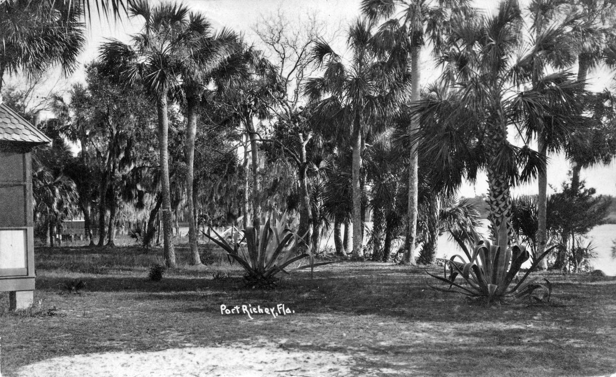 A Port Richey post card postmarked in 1922. It shows two century plants.