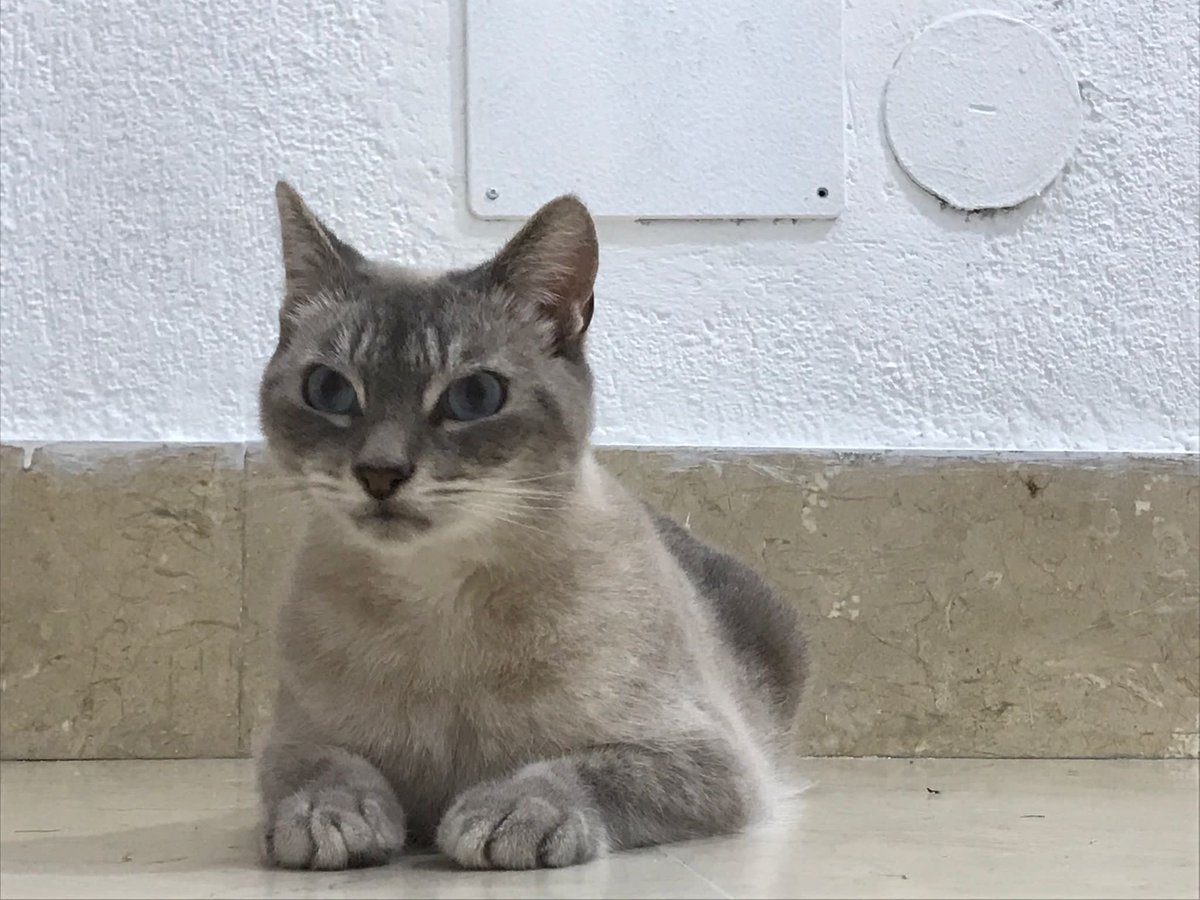 paolaromerob's tweet photo. Ojos que te acechan | #minithecat #CatsOfTwitter #catslover #catsofworld 😺😺 https://t.co/iLMyTC5Saf