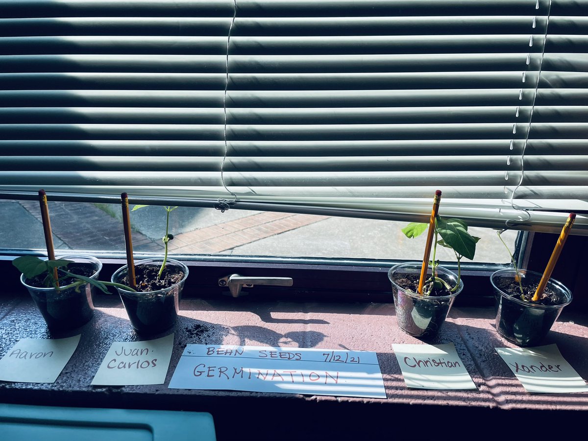 bsturgis21's tweet image. &amp;amp; that’s a wrap! Thanks to the #CCSRISE2021 program for helping us #grow 🪴 as learners and educators. Here at @HoneycuttElem we had the privilege of serving alongside two amazing SBA’s @sdhaley1 @Marsha_S_Parker 🥳 Our #ECTeam had an amazing 2 summer sessions 🙌🏼☀️❤️