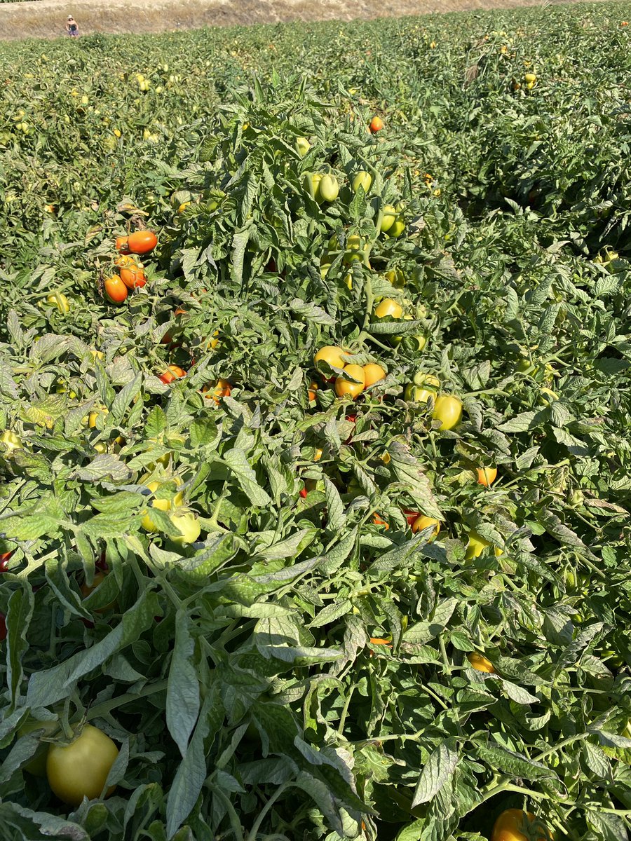 amgstucho's tweet photo. 🚨🚨🚨 Iniciamos recoleccion de #TomateIndustria en #VegasAltasDelGuadiana #Extremadura tras unos meses climatologicamente muy buenos xa el cultivo. Esperemos q siga asi hasta fin d recoleccion. Lo importante es como se acaba y no como se empieza #Casat #Pronat #DonBenito 🍅🍅🍅 https://t.co/s5ckMLPSOU
